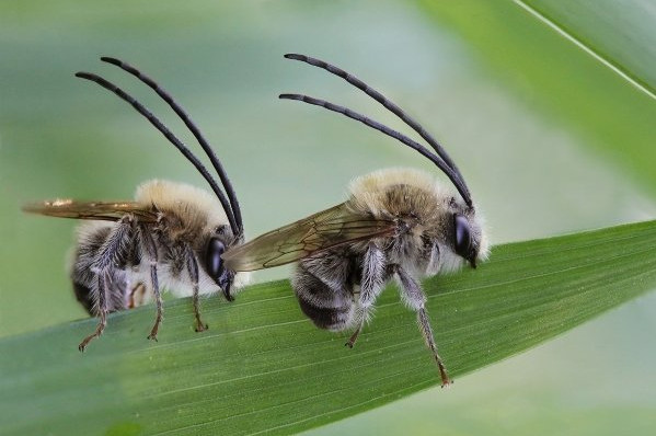 Длинноусая пчела. ЦМП им. В.В. Докучаева