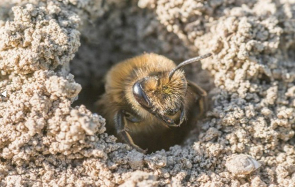 Земляная пчела. ЦМП им. В.В. Докучаева