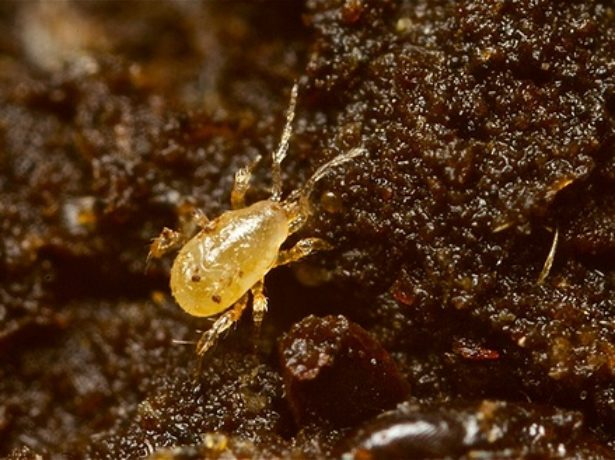 Почвенные клещи