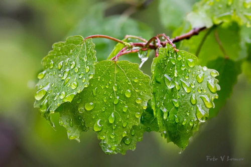 Лаборатория «Внутренний мир растений». ЦМП им. В.В. Докучаева Лаборатория «Внутренний мир растений». ЦМП им. В.В. Докучаева