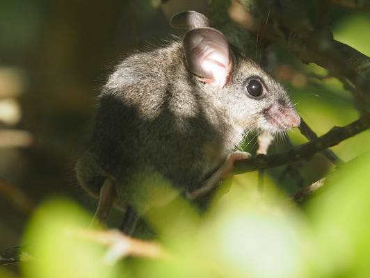 Олений хомячок. ЦМП им. В.В. Докучаева