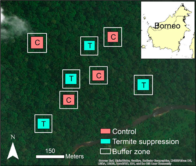 Термиты. Эксперимент на острове Борнео. ЦМП им. В.В. Докучаева