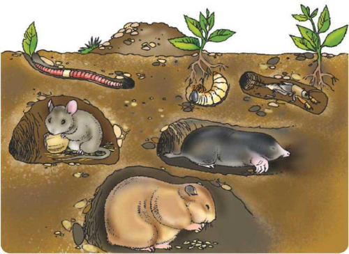 Игровая программа «Герои подземного мира». ЦМП им. В.В. Докучаева