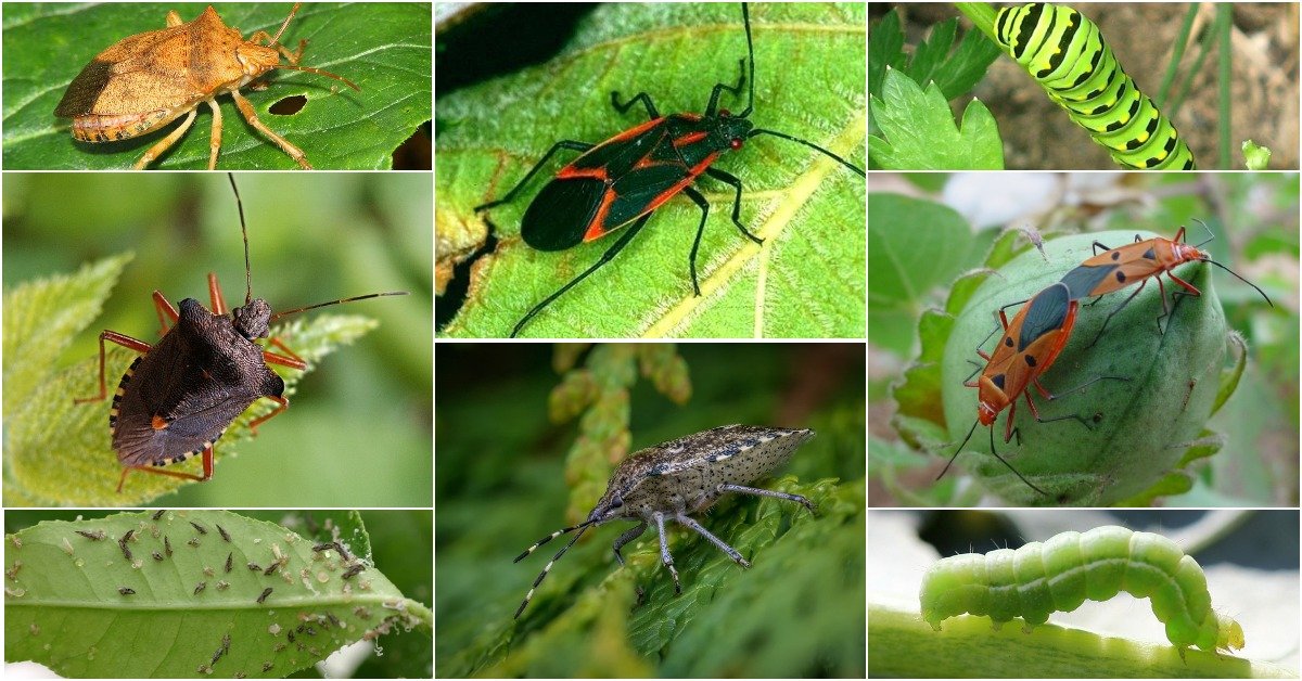 Наземные насекомые. ЦМП им. В.В. Докучаева Наземные насекомые. ЦМП им. В.В. Докучаева