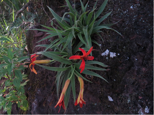 Как растения едят скалы. ЦМП им. В.В. Докучаева