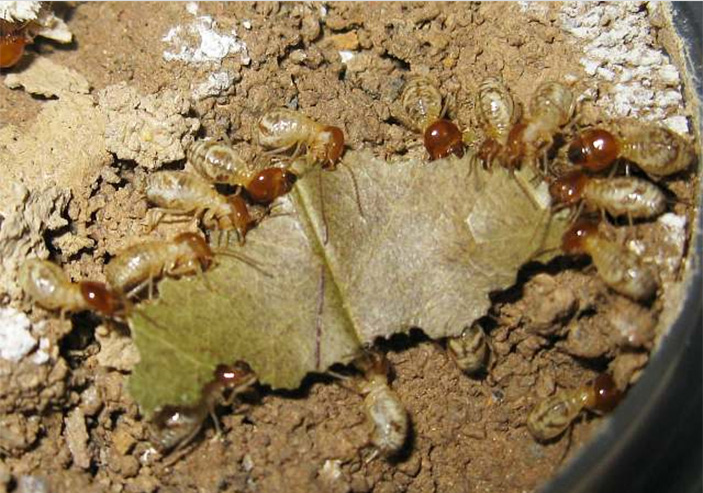 Термиты в почве. ЦМП им. В.В. Докучаева