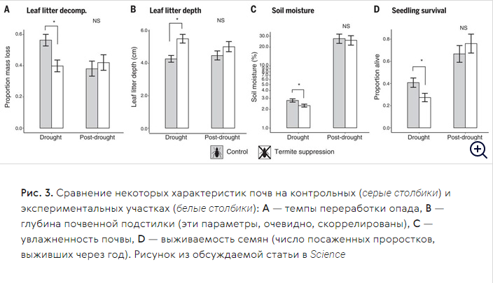 Термиты. Влияние засухи. ЦМП им. В.В. Докучаева