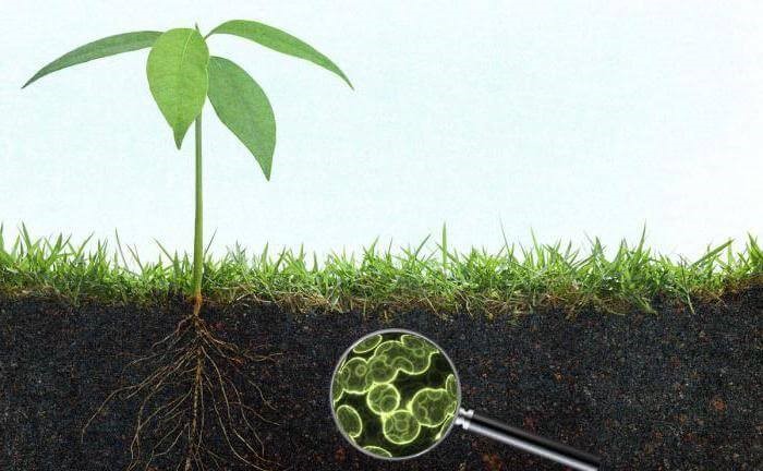 Мастер-класс «Обитатели почвы под микроскопом». ЦМП им. В.В. Докучаева Мастер-класс «Обитатели почвы под микроскопом». ЦМП им. В.В. Докучаева